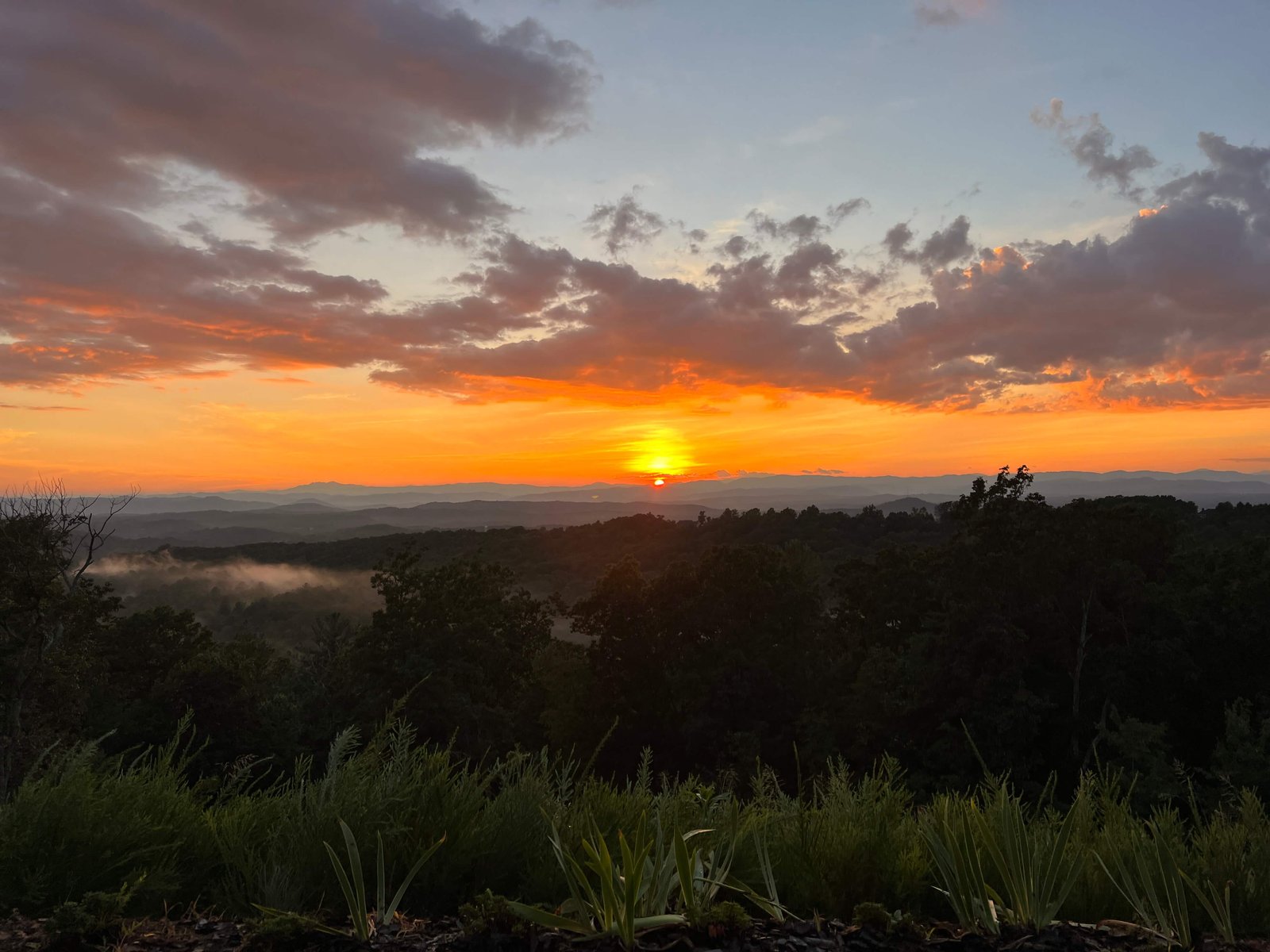 Ornamental grass planting with mountain sunset Western NC